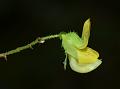 South Indian Caterpillar Bush